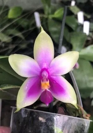 Phalaenopsis Samera 'blau' x bellina