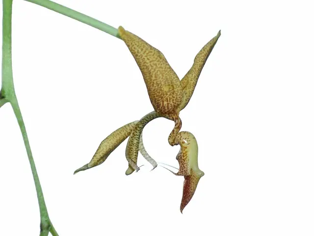 Gongora pardina (Gongora)