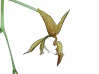 Gongora pardina