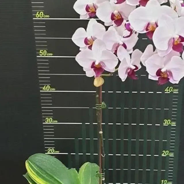 Phalaenopsis Little Gem Stripes 'variegata'
