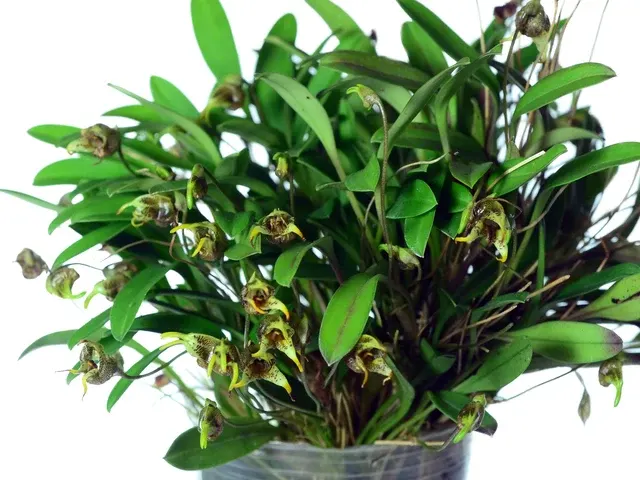 Masdevallia dynastes (Masdevallia)