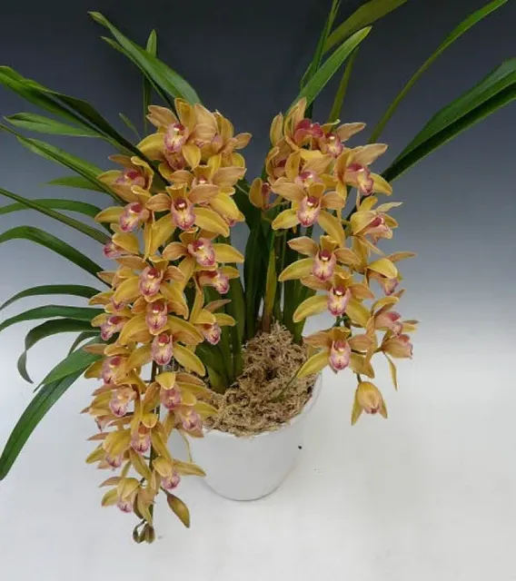 Cymbidium Joan Taylor 'Million Kiss' (Cymbidium)