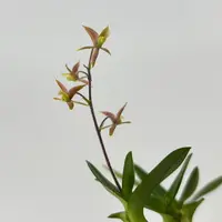 Lanium avicula — blühfähige Pflanze