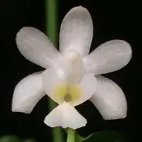 Phalaenopsis deliciosa fma. alba sp.