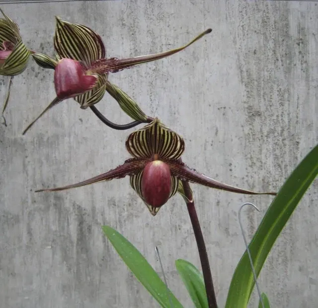 Paphiopedilum Dollomite Hellas x rothschildianum
