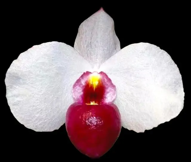 Paphiopedilum Dele (Paphiopedilum)