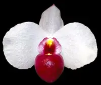 Paph. Dele var. Dunkel × sib (3.5” pot)