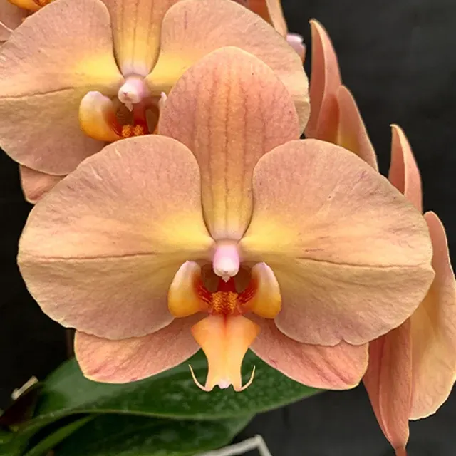 Phalaenopsis Charming Flamingo (Phalaenopsis)