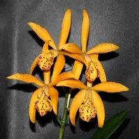 Blc. Richard Mueller
