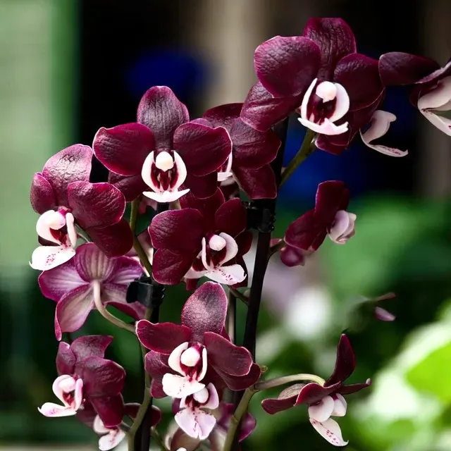 Phalaenopsis Kaoda Twinkle - Parfumata 'Chocolate Drop'