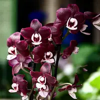 Phalaenopsis Kaoda Twinkle 'Chocolate Drop' * parfumata