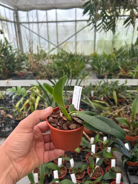 Cattleya intermedia 'coerulea' (Cattleya)