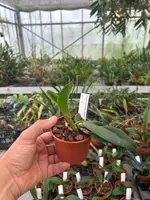 Cattleya intermedia 'coerulea'