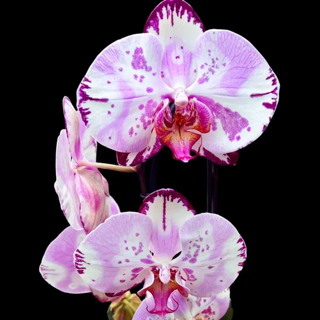 Phalaenopsis Emiliya