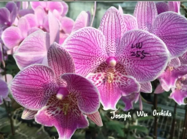 Phalaenopsis Sexy Venus MC 'Leopard'