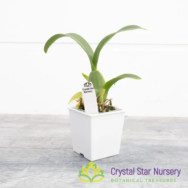 Oncidium Sweet Sugar 'CT' (Oncidium)