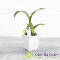 Oncidium Sweet Sugar 'CT' (011)