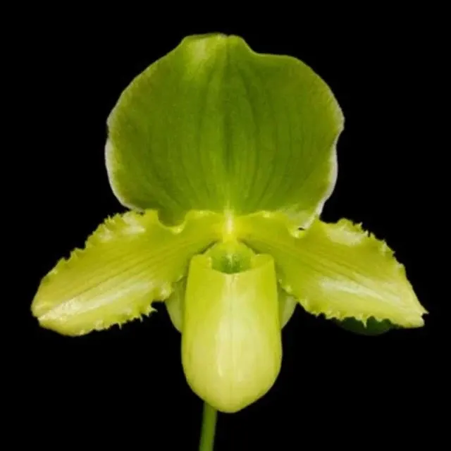 Paphiopedilum Mem. Thornton Carter Fairfield (Paphiopedilum)