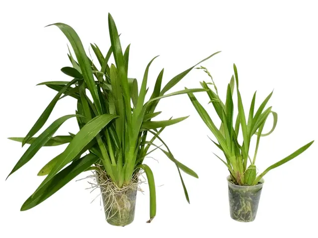 Oncidium Tiwintza (Oncidium)