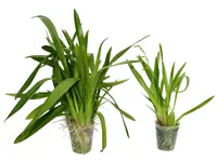 Oncidium Tiwintza (Big)
