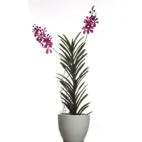 Aranda Chao Praya Boy Pink in ceramic pot