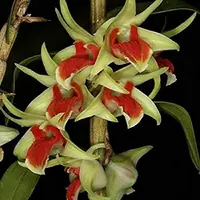 Dendrobium cruentum sp.