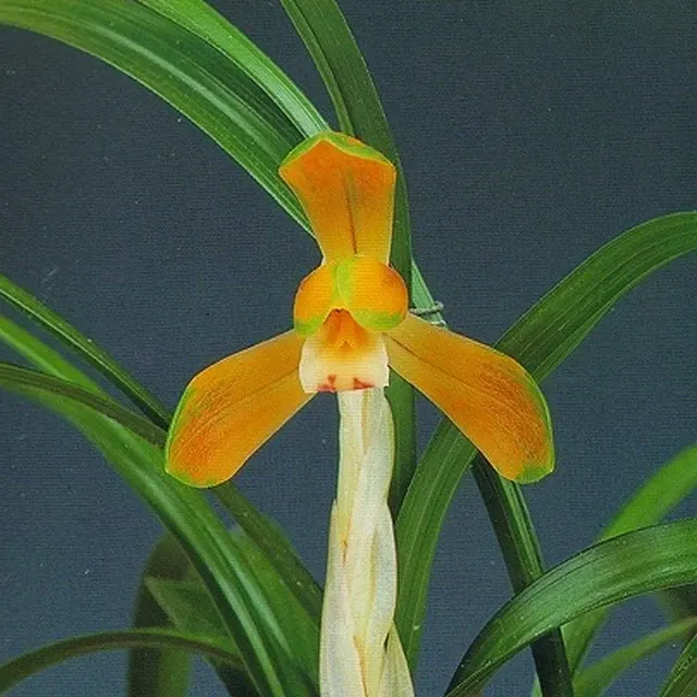 Cymbidium goeringii 'Taijisan'