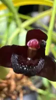 Maxillaria schunkeana The black maxillaria orchid — Not Currently In Bloom or Spike