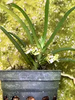 Trichoglottis triflora
