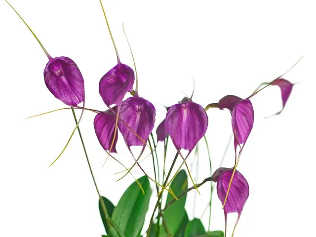 Masdevallia Fuchsia Dawn (Masdevallia)