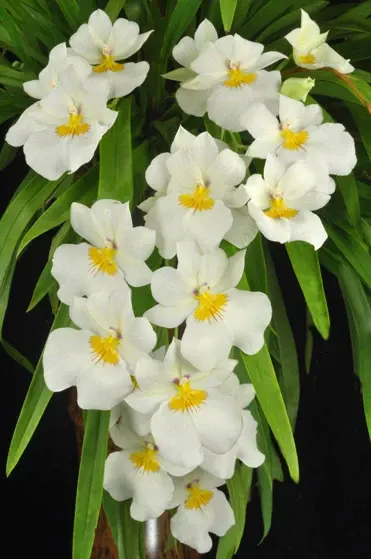 Miltoniopsis Rene Komoda 'Pacific Clouds'