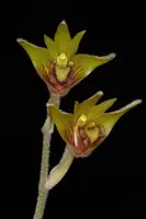 Eria albitomentosa