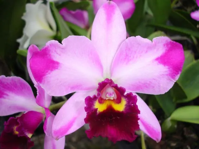 Potinara Orchid Creation ‘Summer Choice’ HCC/AOS