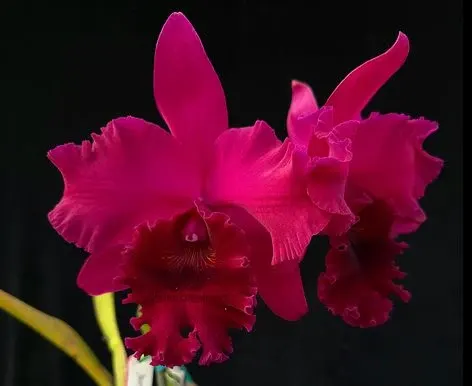 Rhyncholaeliocattleya Chia Lin Black Flower 'Black King Kong'