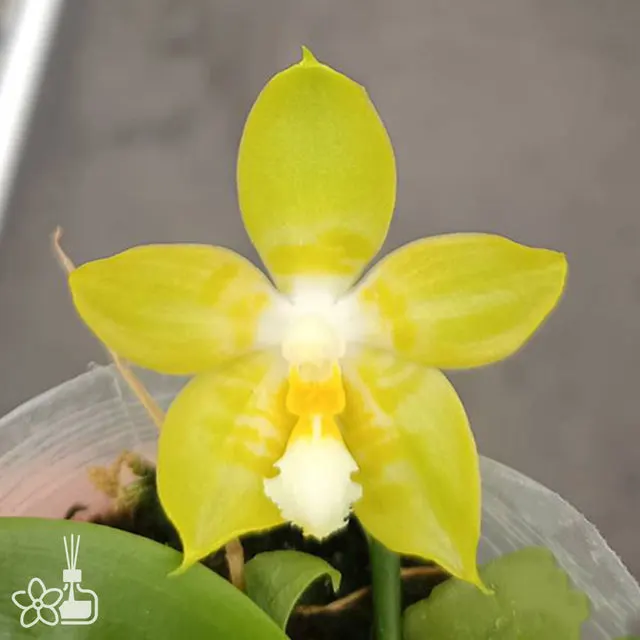 Phalaenopsis Yaphon Christmas