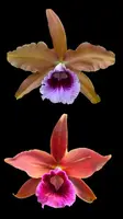 Laelia tenebrosa var. rubra x self | 5" pot BS not in bloom