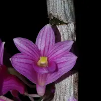 Dendrobium goldschmidtianum
