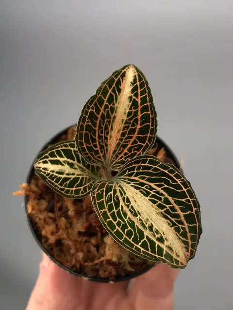 Anoectochilus koshunensis (Anoectochilus)
