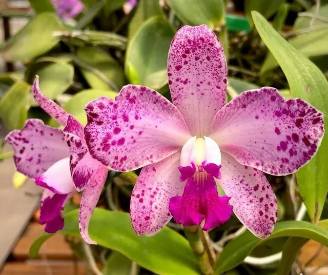 Cattleya amethystoglossa tipo (Omega x Beta) x Orchidglade (Cattleya)