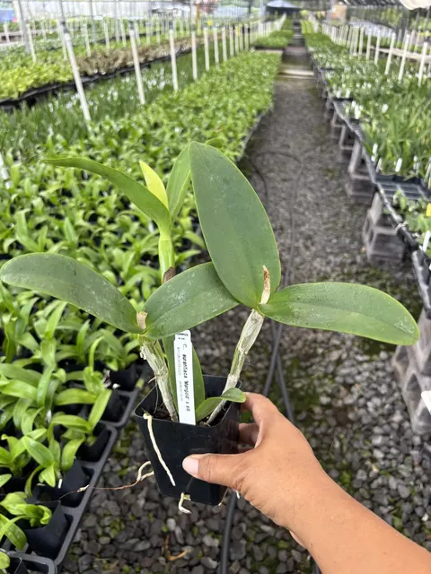 Cattleya aurantiaca 'Mangold' (Cattleya)