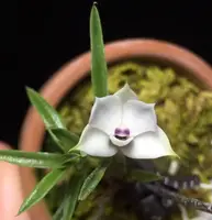 Dendrobium subuliferum