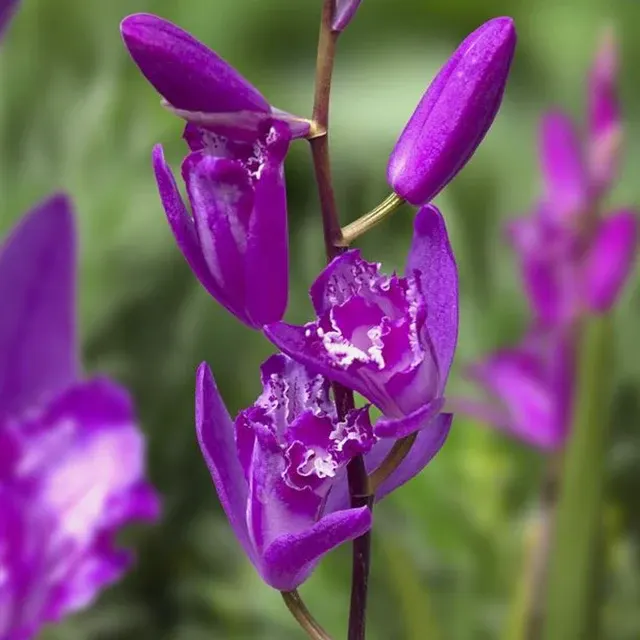 Bletilla - Orhidee De Gradina 'Shir-Ran'