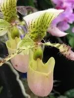 Paphiopedilum Myra syn. Haynaldo-Chamberlainianum (chamberlainianum ‘Elites 1st’ x haynaldianum) EO248