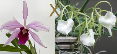 Brassolaelia Morning Glory 'Susan Fuchs' (Brassolaelia)