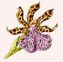 Zygopetalum crinitum