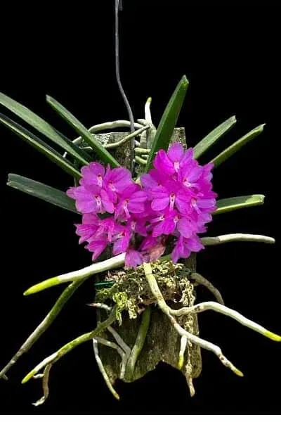 Vanda ampullaceum (Vanda)