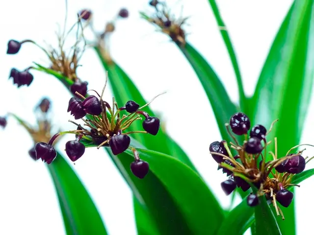 Pleurothallis ruscaria (Pleurothallis)