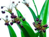 Pleurothallis ruscaria
