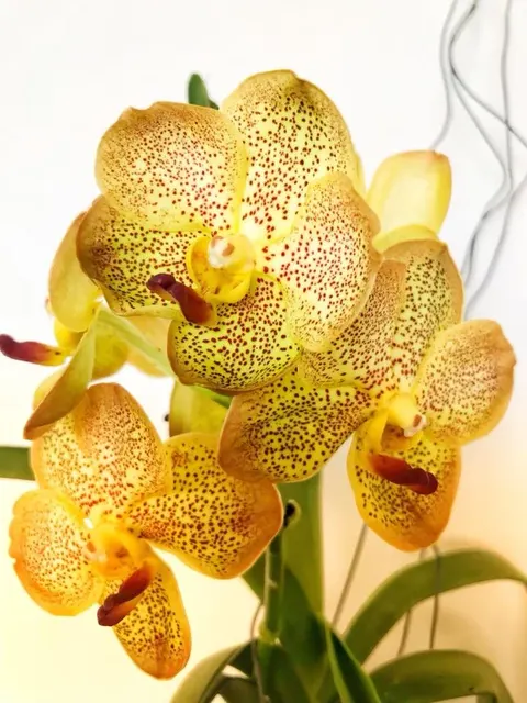 Vanda Ascda. Suk Sumran Yellow Spot