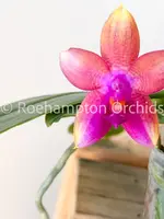 Phal. Meidarland Kaiulani 'Thief' — Blooming size